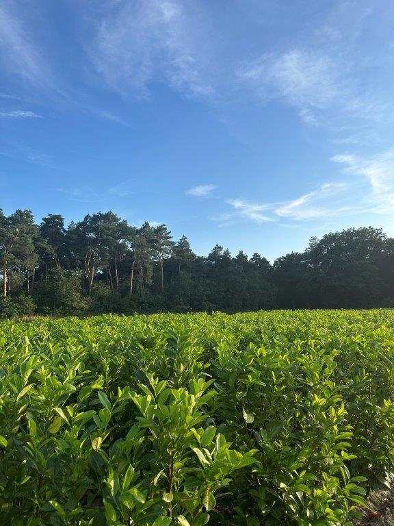 Maatschap Opbroek Lottum
